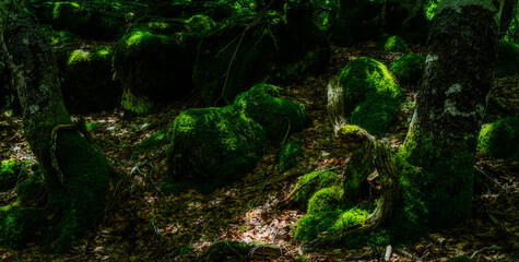 mossy beach wood, a fairy tale forrest , lozere , france.