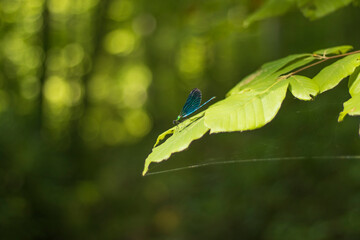 dragonfly with wonderful bright colors on the leaf in the forest