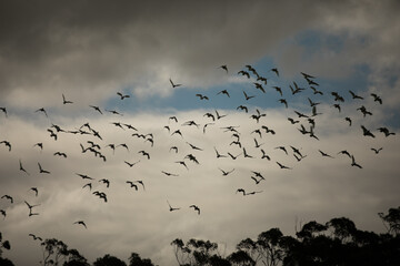 flying gang of cockatoos