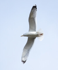 A seagull is flying in the sky.