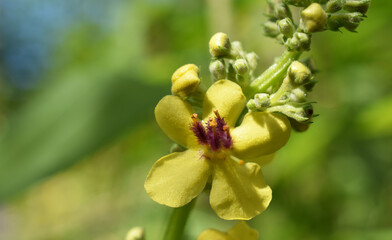 Schwarze Königskerze, Verbascum nigrum, gelbe Blüten mit purpurnen Staubgefäßen, Sommerfarben,