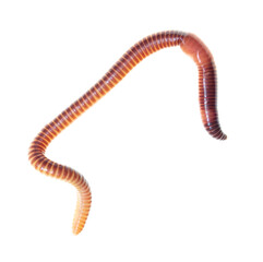 Earthworm on a white background.