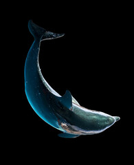 Obraz na płótnie Canvas Dolphin is isolated on a black background.