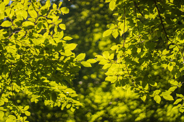 views of tree leaves in the forest under sunlight