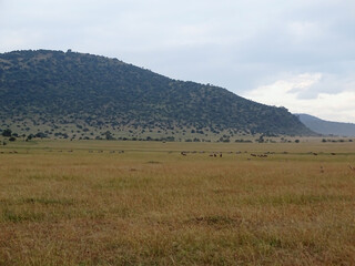 Damaliscus lunatus jimela