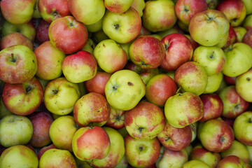 Natural background with red-green apples