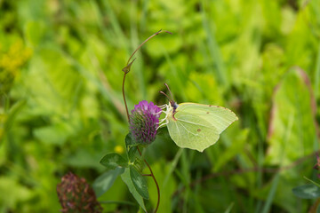 rosliny łąka meadow polana rosliny lecznicze plants  herbage green 