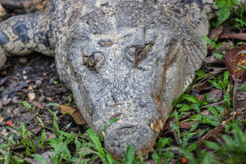 Semenggoh Wildlife park