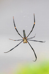 Spider at Semenggoh Wildlife park