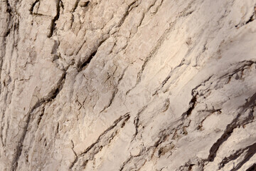 Close-up tree bark texture. Wood whitewashed to protect against pests