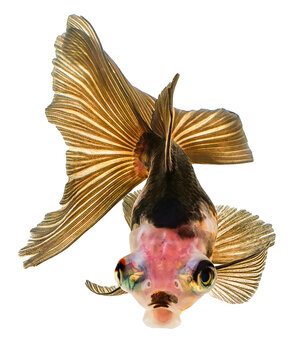 Dappled  Goldfish