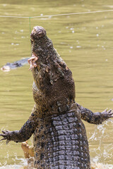 Jumping crocodiles at Jong;s Crocodile Farm