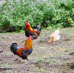 Zwei Hähne und ein Huhn