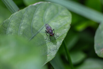 Fototapeta premium A fly sits on a leaf