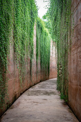 Romantic Tunnel Of Autumnal Hedges.