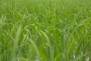 Rice fields in Thailand