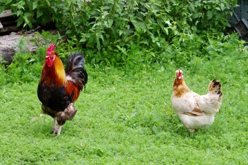 Hahn mit Huhn