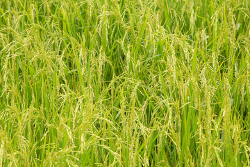 Close up ear of paddy or rice in organic field, agriculture concept.