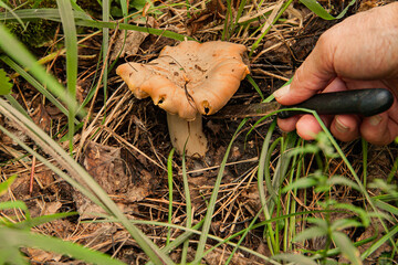 Gathering mushroom in forest.The search for mushrooms in the forest. Mushroom picker. A man is...