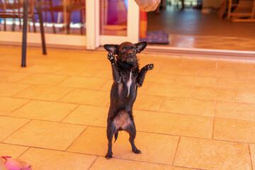 beautiful little dog is dancing for food, Chipoo Dog
