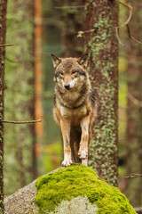 gray wolf (Canis lupus) very close up in the wilderness