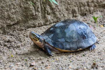 Jong;s Crocodile Farm