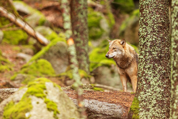 gray wolf (Canis lupus) peeking from behind a tree in a large forest