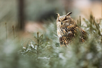 Eurasian eagle-owl (Bubo bubo) The portrait in the winter forest is well camouflaged with the environment