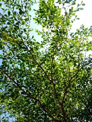 Green leaves on blue sky background