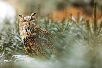 Eurasian eagle-owl (Bubo bubo) among young spruces in winter time