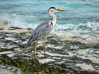 Gray heron posing on a reef. Maldives. Kuramati island.