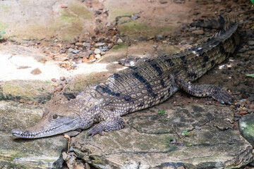 Jong;s Crocodile Farm