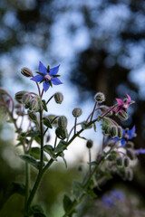 ogorecznik lekarski rosliny lecznicze meadow polana nature   borago officinalis  © Kima