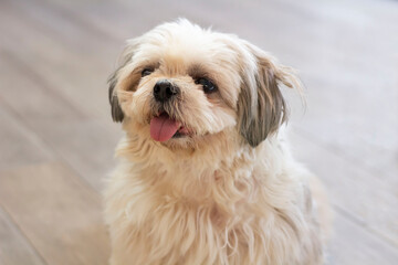 cute fluffy Shih Tzu puppy with  tongue hanging out