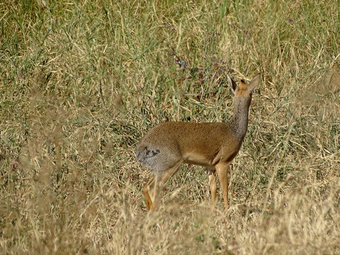 Laurasiatheria Bilder Durchsuchen 2,726 Archivfotos,