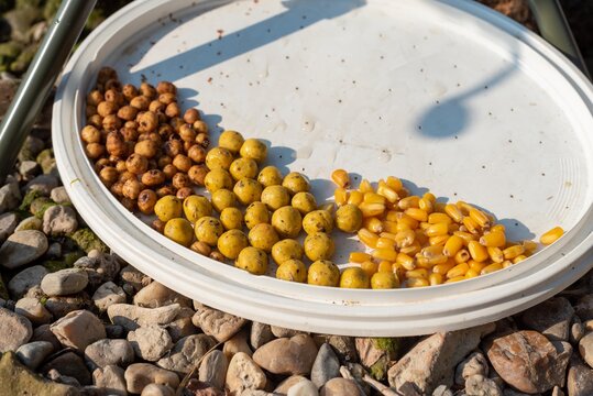 carp fishing baits isolated. carp corn with tiger nuts and boilies.