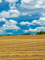 Obraz premium Field of cut wheat or straw