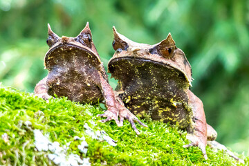 Nature wildlife image of The Bornean Horn Frog (Megophrys Nasuta)