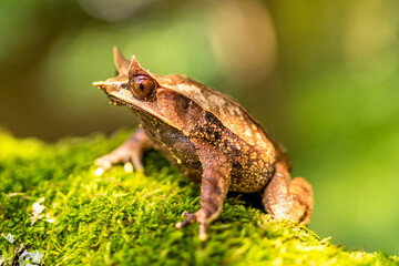 Nature wildlife image of The Bornean Horn Frog (Megophrys Nasuta)