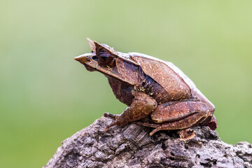 Nature wildlife image of The Bornean Horn Frog (Megophrys Nasuta)