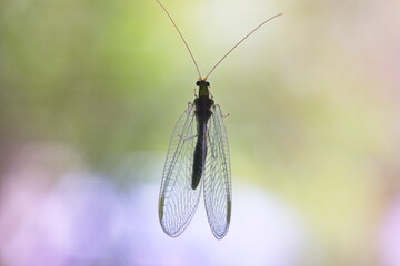 Slander bodied fruit fly sitting on a glass window isolated by green vegetation blurred background
