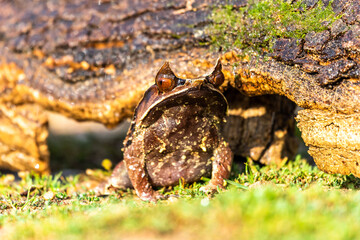 Nature wildlife image of The Bornean Horn Frog (Megophrys Nasuta)