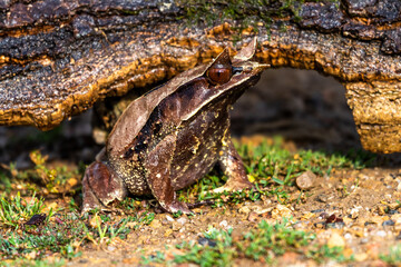 Nature wildlife image of The Bornean Horn Frog (Megophrys Nasuta)