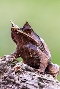 Nature wildlife image of The Bornean Horn Frog (Megophrys Nasuta)
