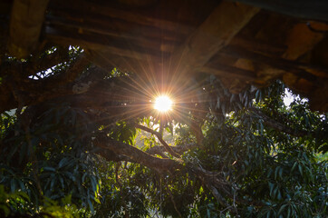 Sunset behind the tree, shot in a house on a small farm in Brazil.