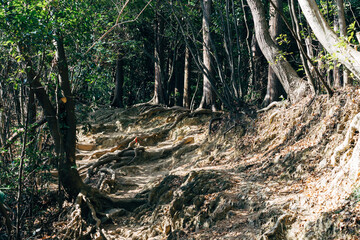 Hiking path trough the woods of Mount Takao, Japan