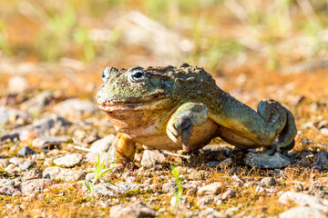 Giant African Bullfrog (Pyxicephalus adspersus), South Africa