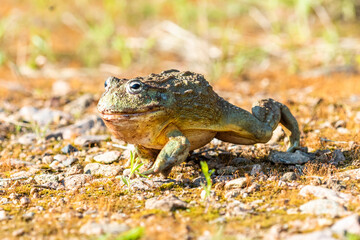 Giant African Bullfrog (Pyxicephalus adspersus), South Africa