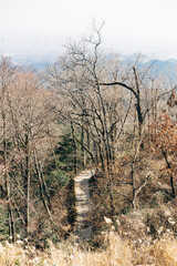 Forest hiking path