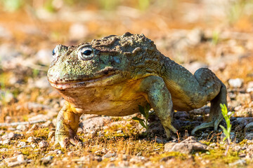 Giant African Bullfrog (Pyxicephalus adspersus), South Africa